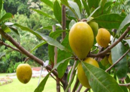 鸡蛋果怎么催熟快,鸡蛋果可以放熟吗图1