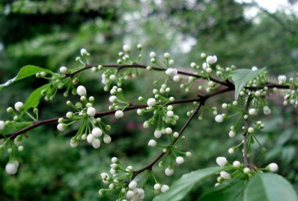 梅叶冬青是风油精,梅叶冬青和风油精的关系图1