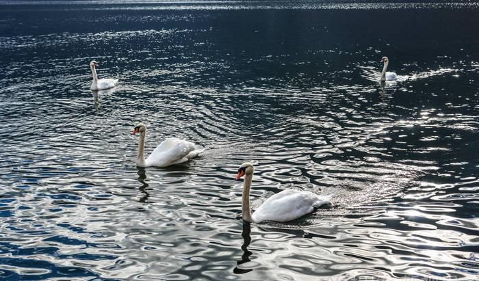 大雁既会飞又会游泳吗