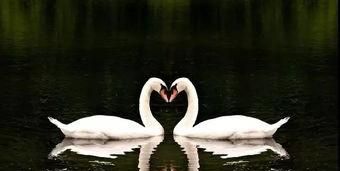 天鹅会飞吗还是会游泳，大雁既会飞又会游泳吗？图8