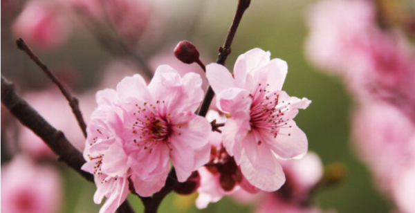 杏月是几月的别称,杏月是哪个月图4