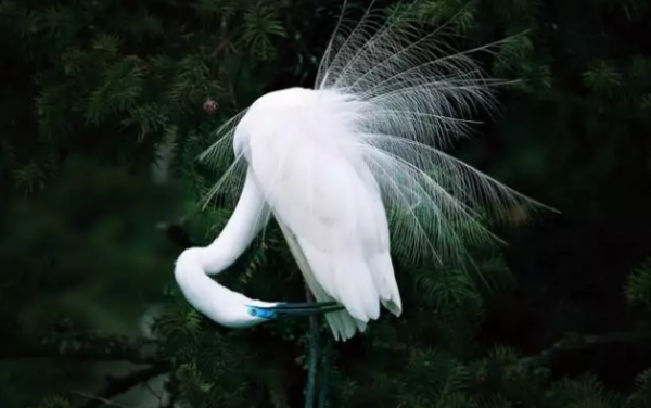 白鹭的习性,白鹭的习性有哪些图4