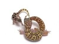 壁虎有毒咬人,壁虎有毒对人有害吗图5