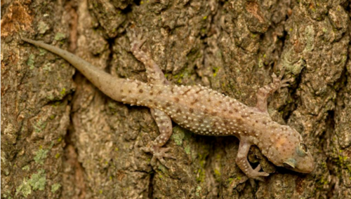 壁虎咬人有毒吗?壁虎咬破皮做什