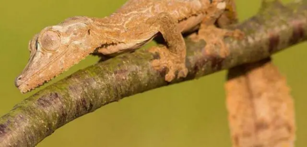壁虎有毒咬人,壁虎有毒对人有害吗图1