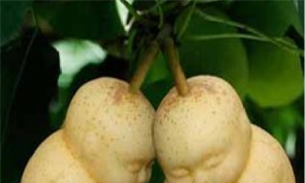 人参果要放冰箱保存吗,人参果硬的可以吃图3