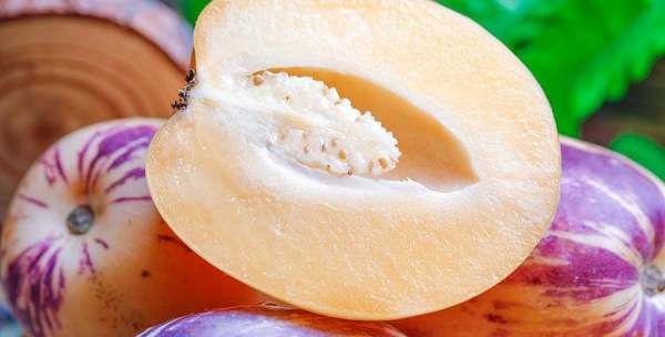 人参果要放冰箱保存吗,人参果硬的可以吃图4