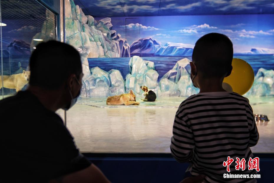 世界首例体细胞克隆北极狼迎百天（世界第二只克隆北极狼出生）