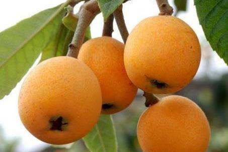 枇杷的营养价值与食用功效,枇杷的功效和作用 吃枇杷有什么好处图3