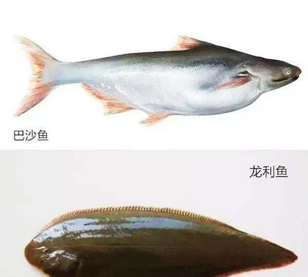 巴沙鱼片和龙利鱼片,巴沙鱼冒充龙利鱼图4