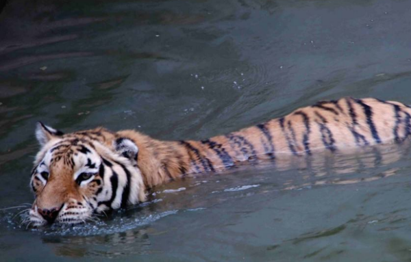 大象一般是通过什么方式来防晒的,大象为什么会在身上裹很多泥土呢图11