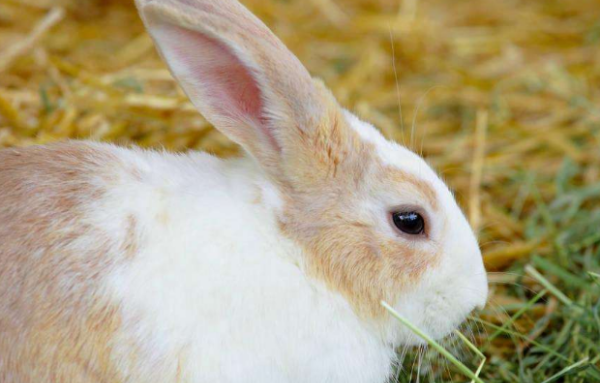 大象一般是通过什么方式来防晒的,大象为什么会在身上裹很多泥土呢图9