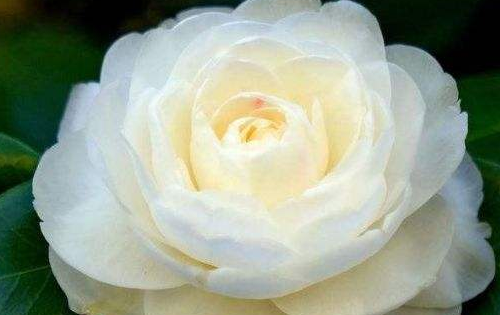 象征冬天的东西有哪些,十种代表冬天的事物都有哪些图片图10