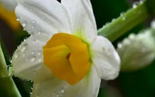 象征冬天的东西有哪些,十种代表冬天的事物都有哪些图片图2