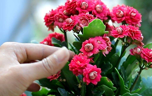 象征冬天的东西有哪些,十种代表冬天的事物都有哪些图片图4