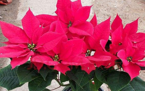 象征冬天的东西有哪些,十种代表冬天的事物都有哪些图片图9