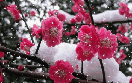 象征冬天的东西有哪些,十种代表冬天的事物都有哪些图片图17