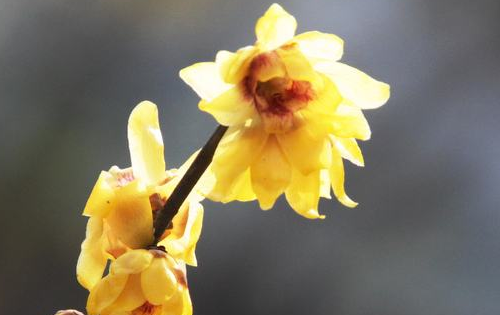 象征冬天的东西有哪些,十种代表冬天的事物都有哪些图片图6