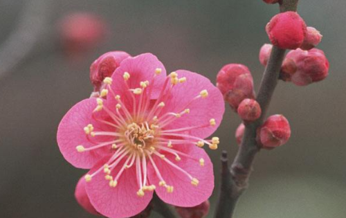 象征冬天的东西有哪些,十种代表冬天的事物都有哪些图片图1