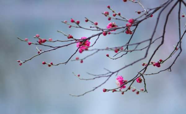 象征冬天的东西有哪些,十种代表冬天的事物都有哪些图片图11