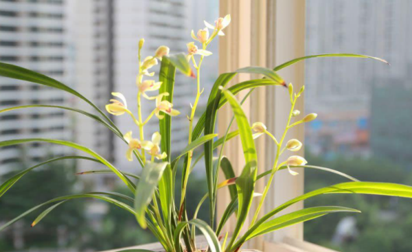 象征冬天的东西有哪些,十种代表冬天的事物都有哪些图片图12