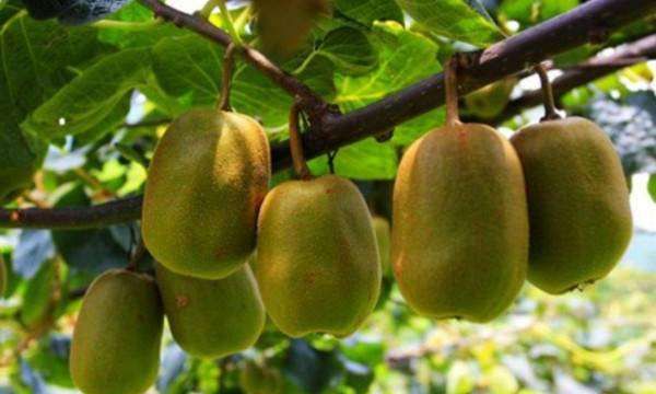 怎么让猕猴桃快速变熟,猕猴桃怎么催熟最简单的方法图3