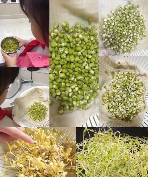 豆芽的生长过程及味道