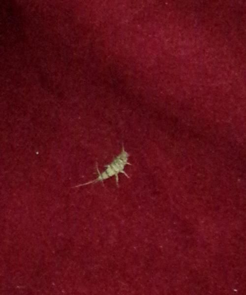 床上有一种黑色的爬行虫