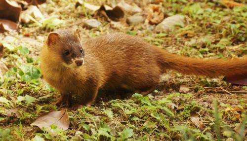 臭鼬是黄鼠狼,黄鼠狼和猫的区别是什么图3