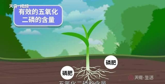 磷肥的作用，尿素磷肥对养殖的作用？图5