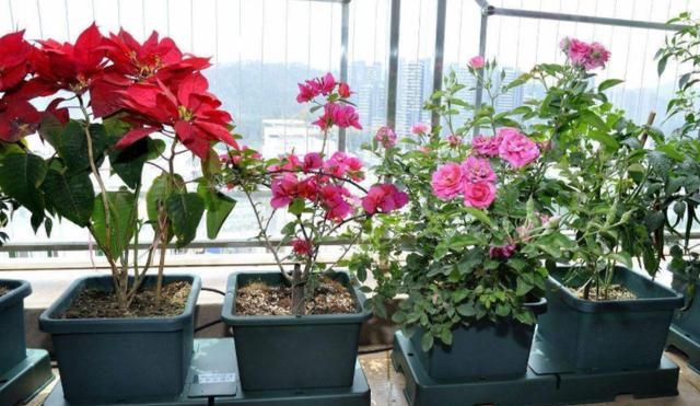 磷肥的作用，尿素磷肥对养殖的作用？图2