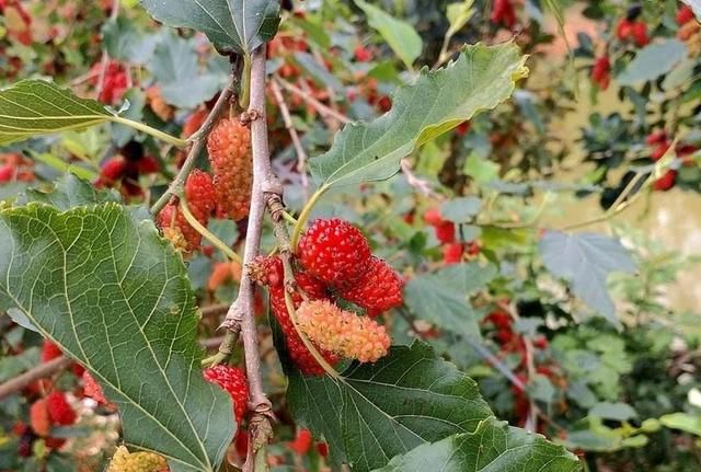 桑葚泡酒多久捞出桑葚，泡桑葚酒洗了水分太多会不会坏？图3