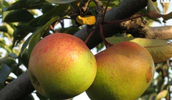 生的梨怎么催熟,生的梨怎么催熟图2