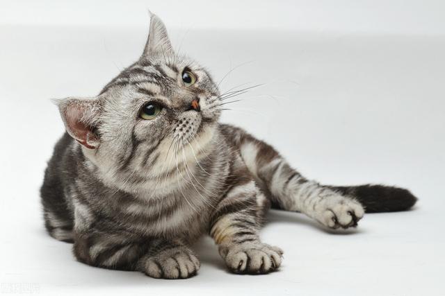 猫瘟的表现症状及治疗（这些你需要了解）(2)