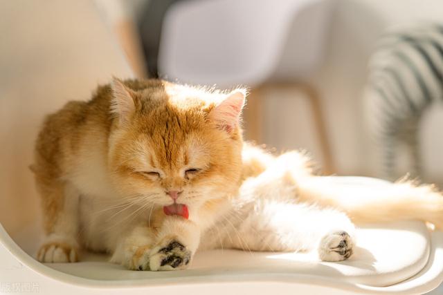 猫瘟的表现症状及治疗（这些你需要了解）(4)