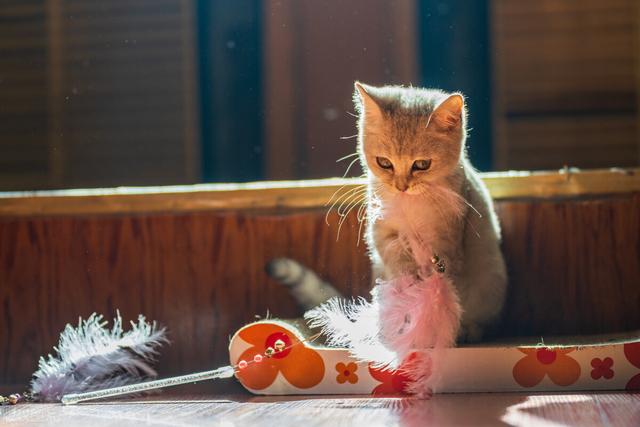 猫瘟的表现症状及治疗（这些你需要了解）(1)