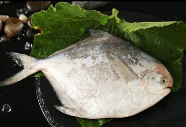 银鲳鱼怎么做好吃?（银鲳鱼这么做一次吃三大碗）(1)