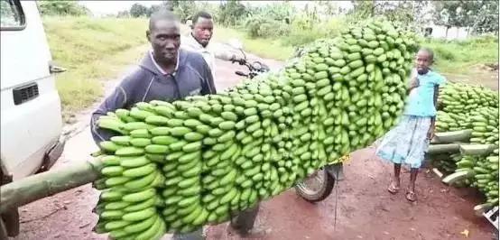 香蕉怎么采摘最快最好（香蕉原来是这样采摘的）(1)