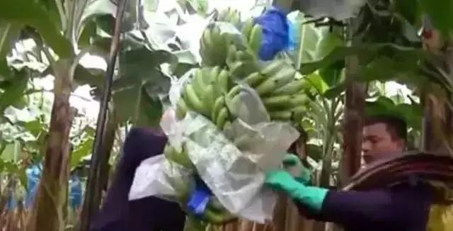 香蕉怎么采摘最快最好（香蕉原来是这样采摘的）(2)