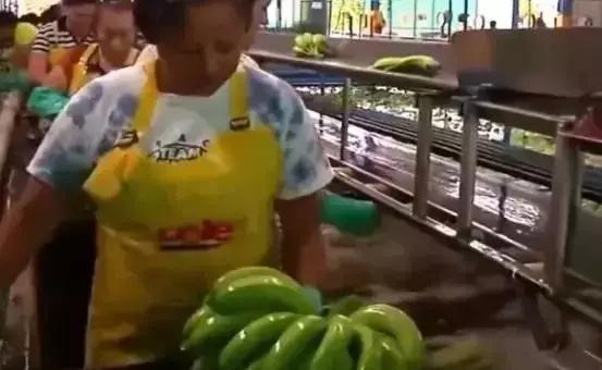 香蕉怎么采摘最快最好（香蕉原来是这样采摘的）(3)