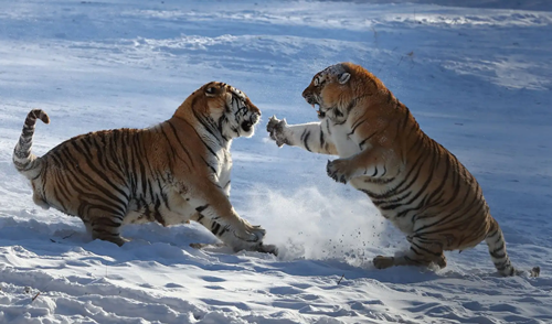 华南虎和东北虎的区别（华南虎能打过东北虎吗）