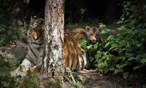 华南虎和东北虎的区别（华南虎能打过东北虎吗）