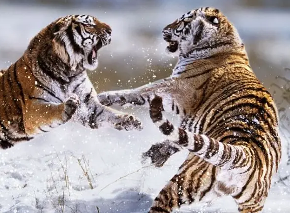 华南虎和东北虎的区别（华南虎能打过东北虎吗）