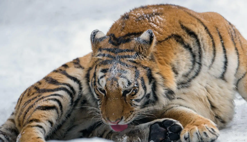 华南虎和东北虎的区别（华南虎能打过东北虎吗）