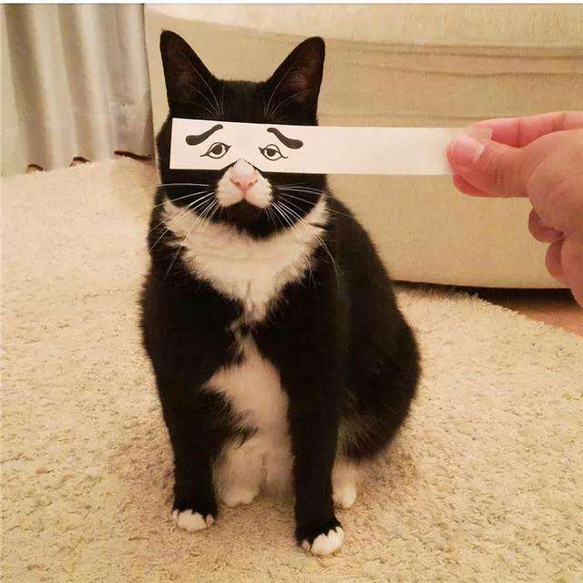 田园奶牛猫脾气好不好（奶牛猫的性格特点）(图1)