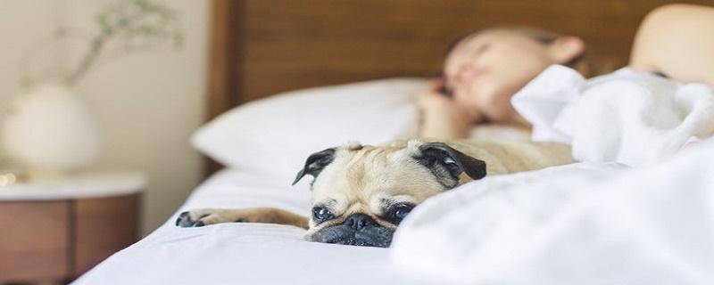 梦境是预兆还是相反(梦境真的会有暗示吗)(图1) 梦境是预兆还是相反(梦境真的会有暗示吗)(图1)