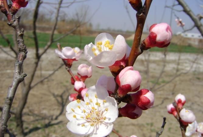 那么“杏林”指代的是什么