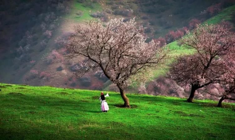 我国古代用杏林表示什么意思