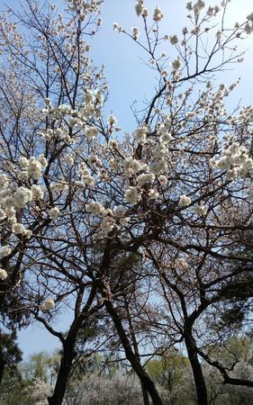 杏林弟子是什么意思