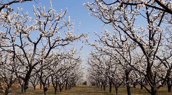“杏林”指代什麽
